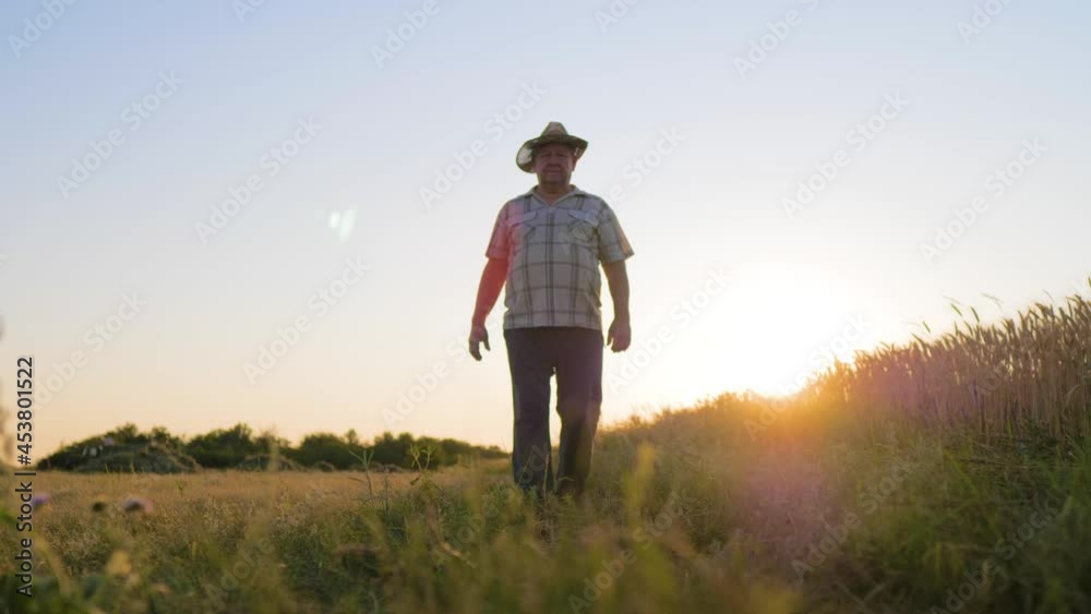 Golden wheat field. Senior farmer walking his land a golden field full of wheat harvest on a sunset. Male hand of the farmer touching of the golden wheat while he walking his field towards the sun. Golden wheat field. Senior farmer walking his land a golden field full of wheat harvest on a sunset. Male hand of the farmer touching of the golden wheat while he walking his field towards the sun.
