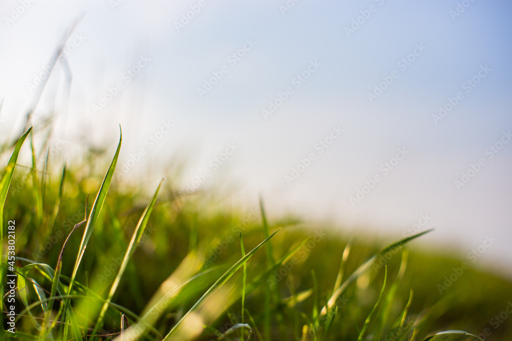 Fototapeta premium Natural strong blurry background of green grass blades close up. Fresh grass meadow in sunny morning. Copy space