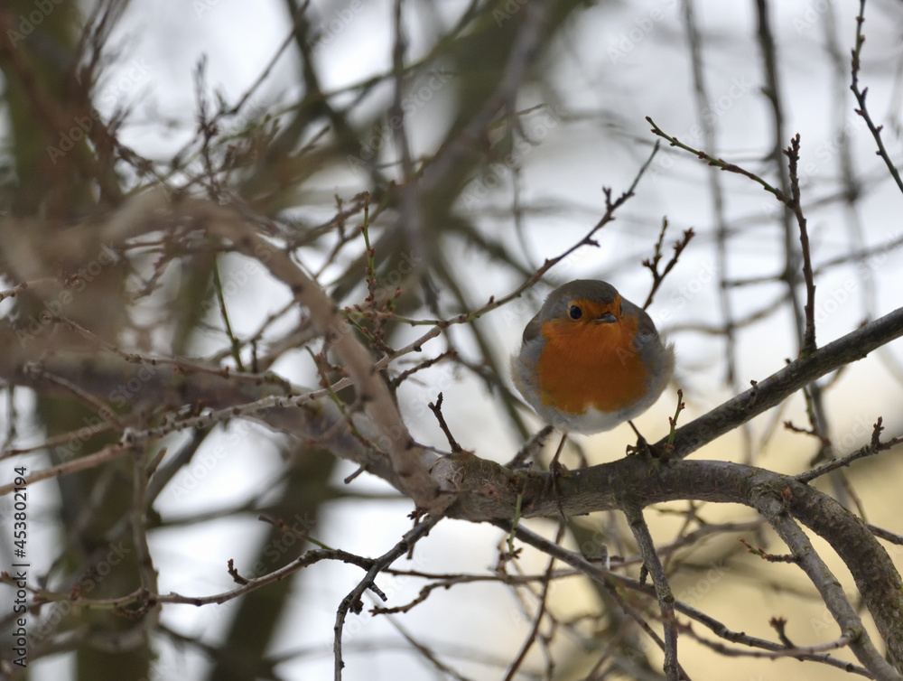 the robin sits on tree branches in winter the robin sits on tree branches in winter