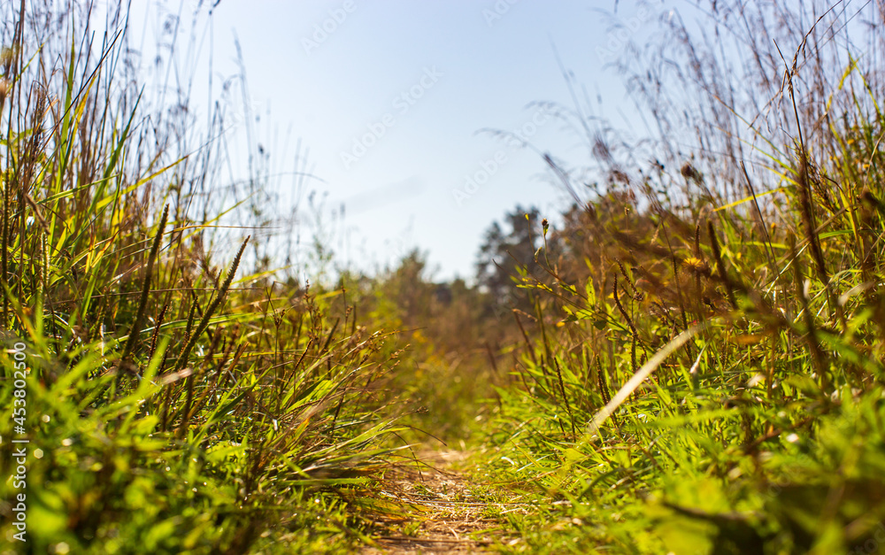 Natural strong blurry background of green grass blades close up. Fresh grass meadow in sunny morning. Copy space