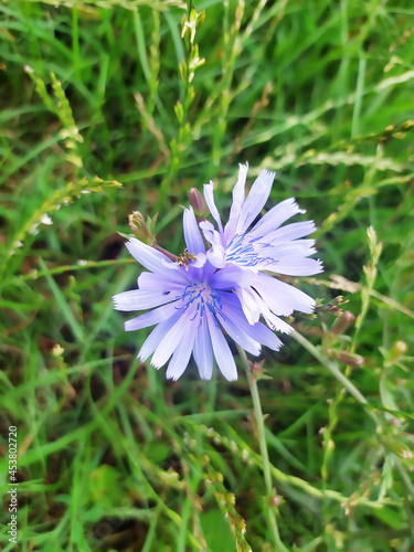 Bright blooming blue succory or common chicory (Cichorium intybus) plant flower on the meadow on green grass background.