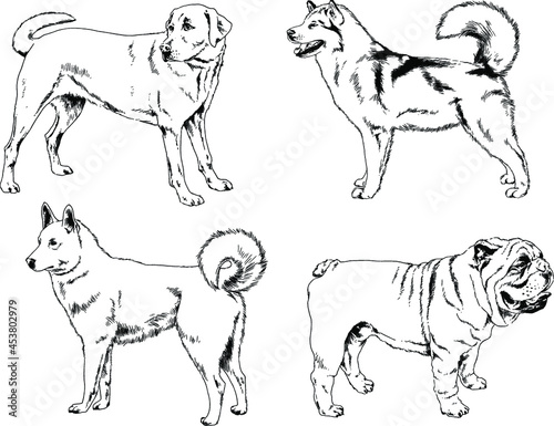 vector drawings sketches pedigree dogs and cats drawn in ink by hand , objects with no background