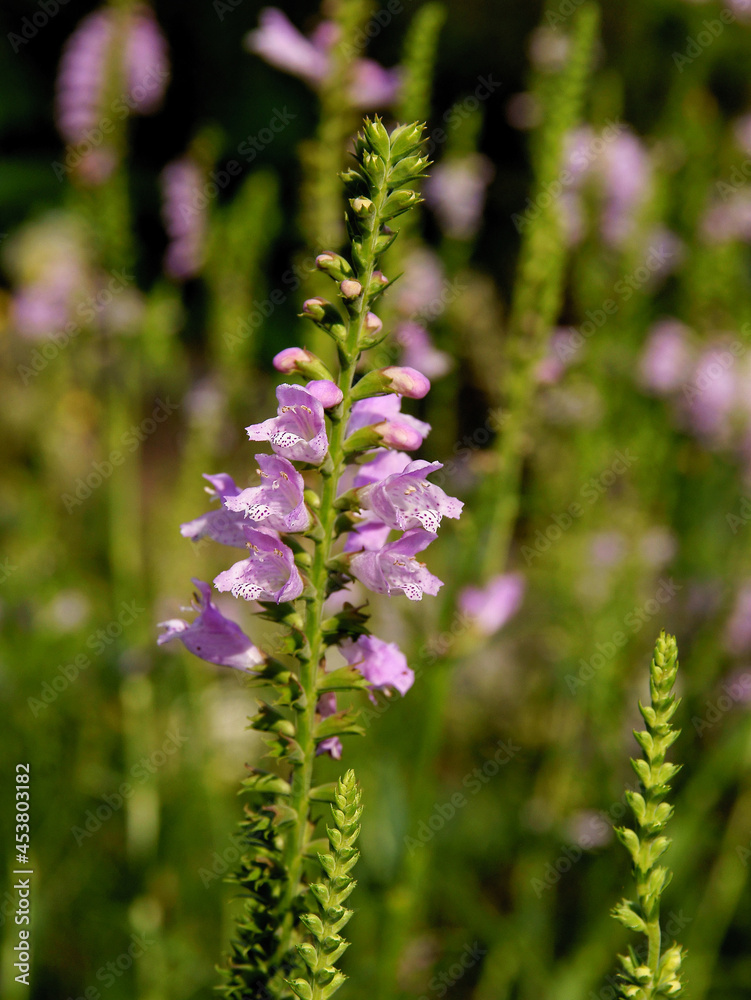 Obraz premium Calamintha Vulgaris plant with white and purple,small flowers close up