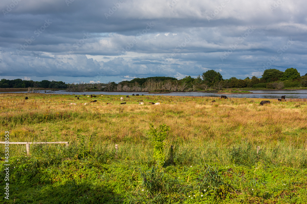 Die renaturierte Geltinger Birk an der Ostsee in Schleswig-Holstein mit ganzjährig hier lebenden Rindern an einem Sommerabend Die renaturierte Geltinger Birk an der Ostsee in Schleswig-Holstein mit ganzjährig hier lebenden Rindern an einem Sommerabend