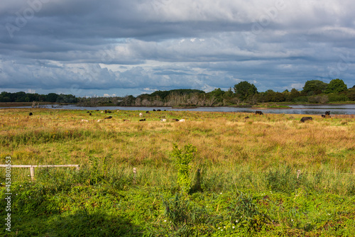 Die renaturierte Geltinger Birk an der Ostsee in Schleswig-Holstein mit ganzj  hrig hier lebenden Rindern an einem Sommerabend