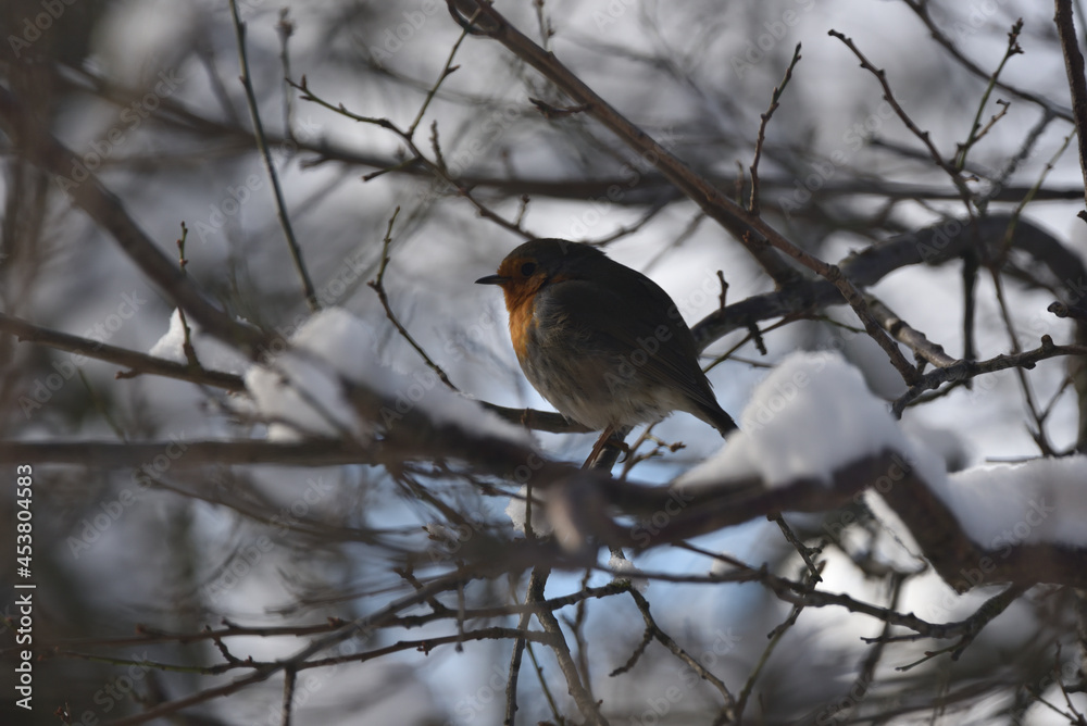 the robin sits on tree branches in winter the robin sits on tree branches in winter