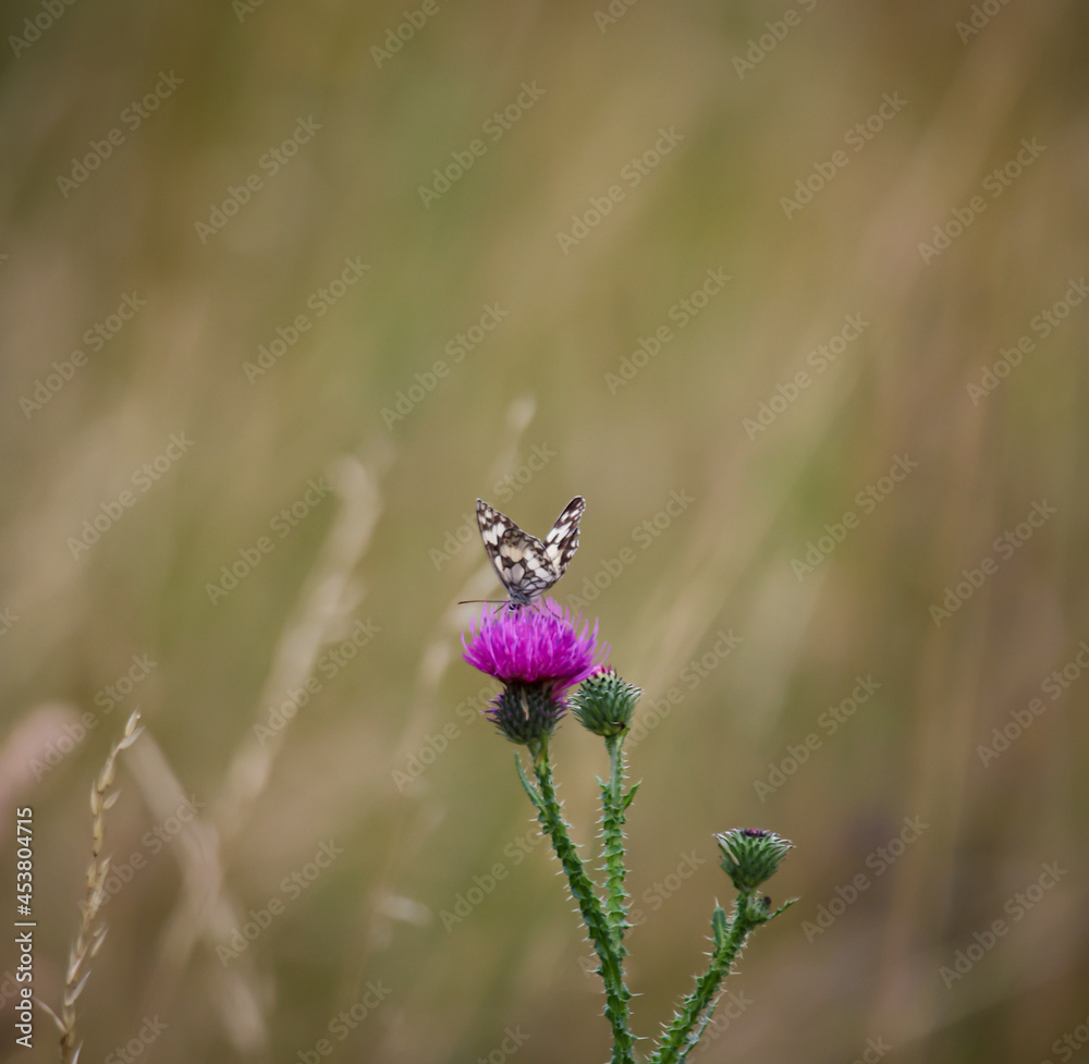 Ein Schachbrettfalter sitzt auf der Blüte einer Mariendistel. Ein Schachbrettfalter sitzt auf der Blüte einer Mariendistel.