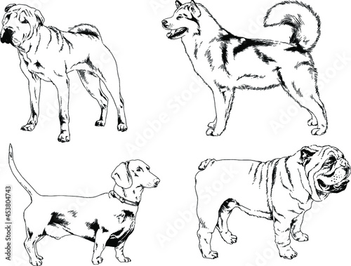 vector drawings sketches pedigree dogs and cats drawn in ink by hand , objects with no background