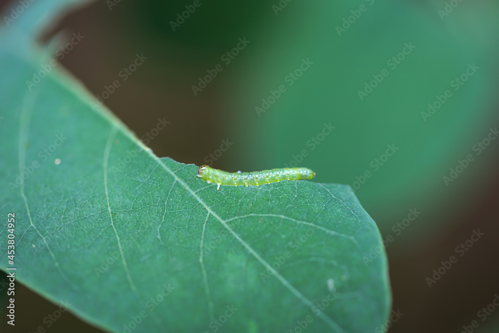 Portrait, Nahaufnahme einer Schmetterlingsraupe an einer Pflanze.
