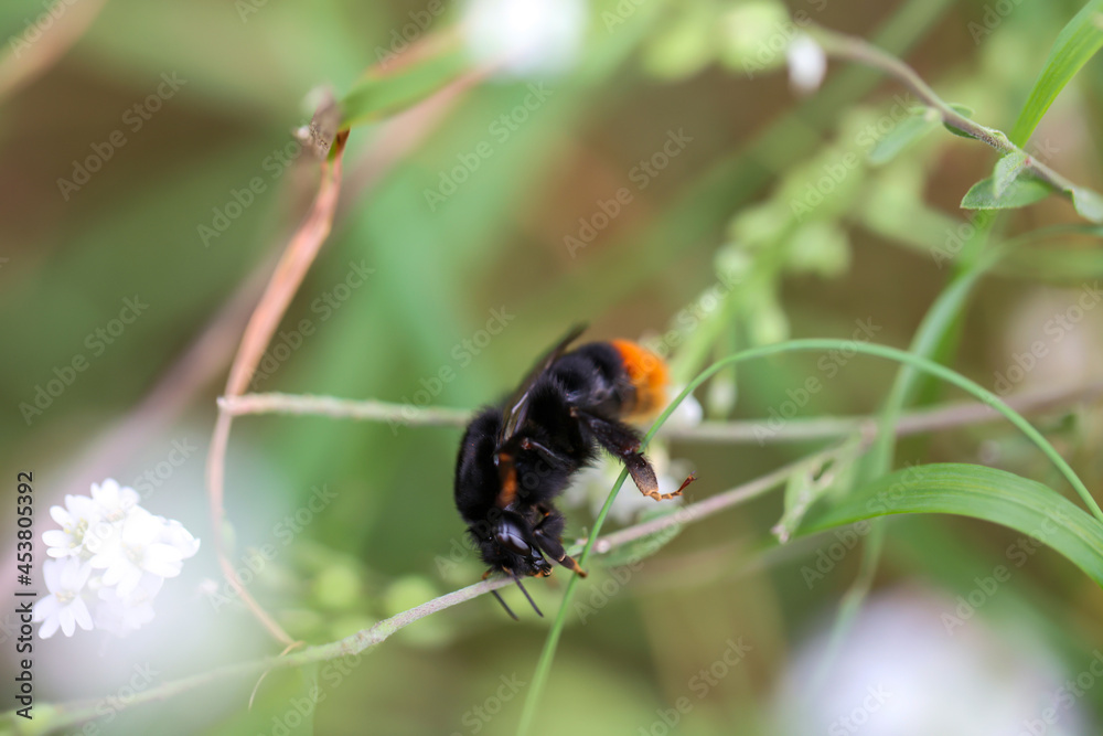 Das Portrait einer Hummel auf einer Wiesenpflanze. Das Portrait einer Hummel auf einer Wiesenpflanze.