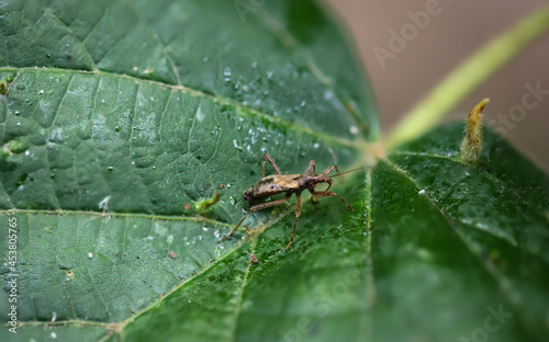 Ein Wanzenähnliches Insekt sitzt auf einem Blatt eines Baumes.