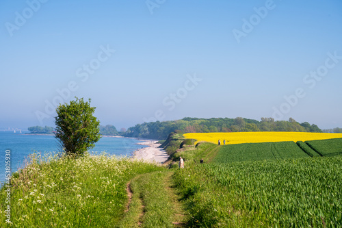 Fototapeta Naklejka Na Ścianę i Meble -  Steiküste an der Ostsee bei Bülk an der Kieler Förde zur Rapsblüte im Mai/Juni