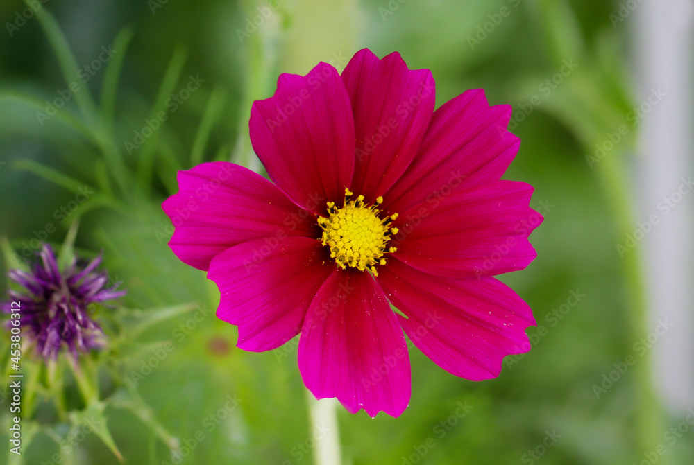 Die Blüte einer Cosmea, Asteraceae mit ihren herrlichen roten Blütenblättern.
Die Blüte einer Cosmea, Asteraceae mit ihren herrlichen roten Blütenblättern.