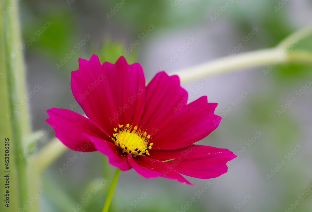 Die Blüte einer Cosmea, Asteraceae mit ihren herrlichen roten Blütenblättern.
Die Blüte einer Cosmea, Asteraceae mit ihren herrlichen roten Blütenblättern.