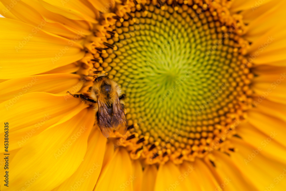 Eine Hummel auf einer Sonnenblume. Sonnenblumen werden gern von Hummeln im Sommer besucht. Eine Hummel auf einer Sonnenblume. Sonnenblumen werden gern von Hummeln im Sommer besucht.