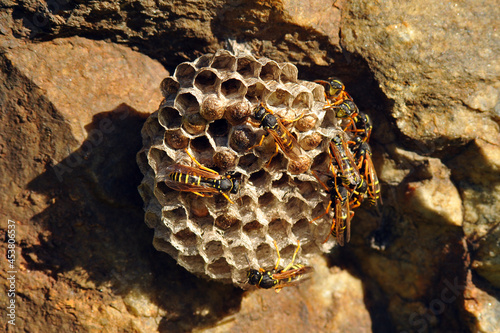 Wasps and hornets' nest
