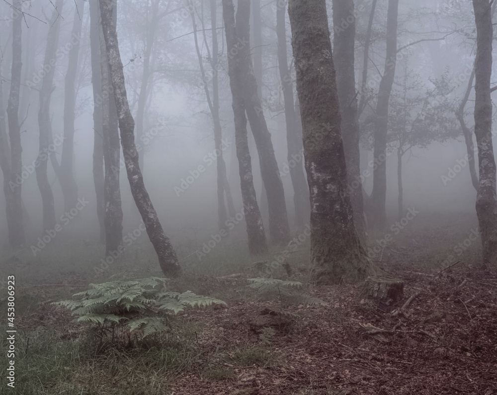 Fototapeta premium Foggy woods with green ferns