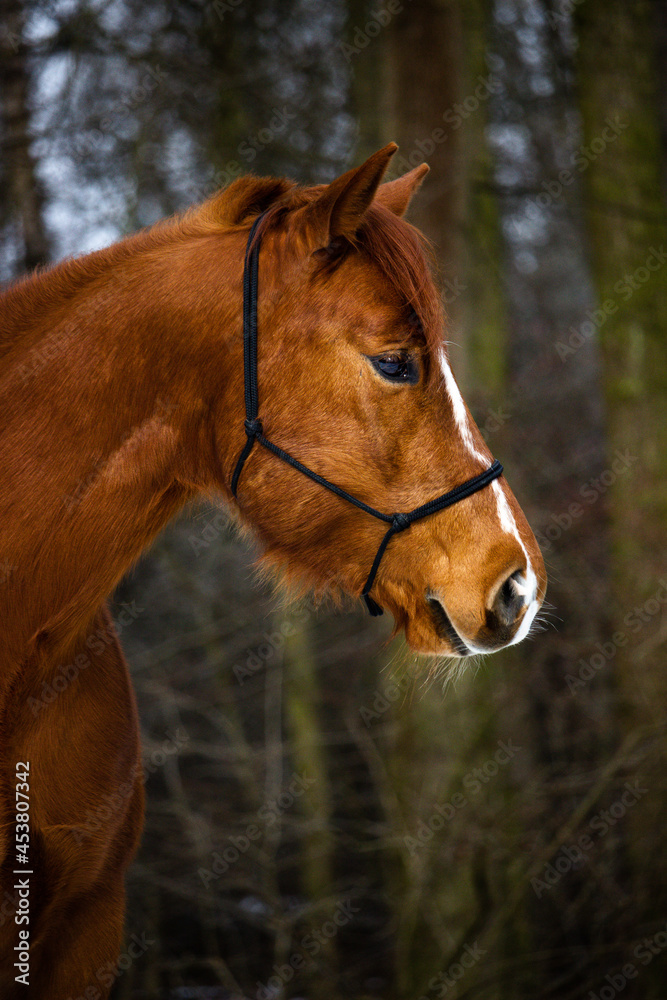 portrait of a horse portrait of a horse