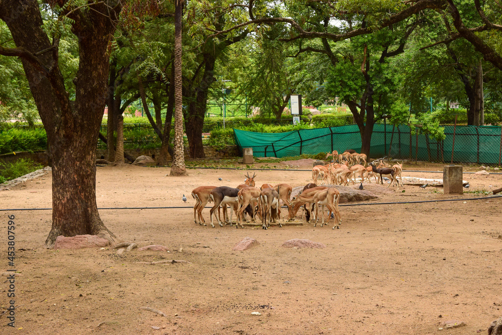 feeding Deer group in Jungle/Zoological park 