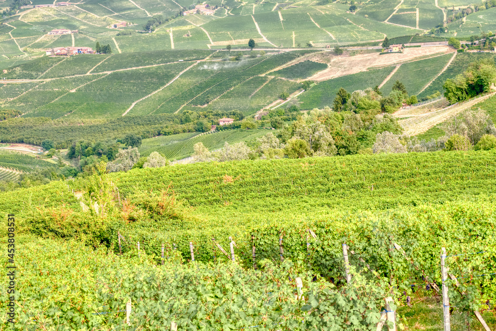 Vineyards in the hilly region of Langhe (Piedmont, Northern Italy), UNESCO site since 2014, during summer season.
