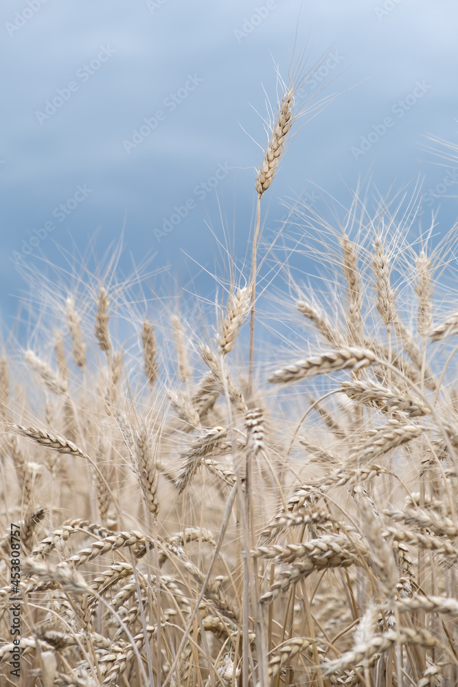 Fototapeta premium A beautiful landscape with a field of ripe rye and a blue summer sky. Background of nature. Stem with seed for cereal bread. Agriculture harvest growth. Selective focus. The poster.