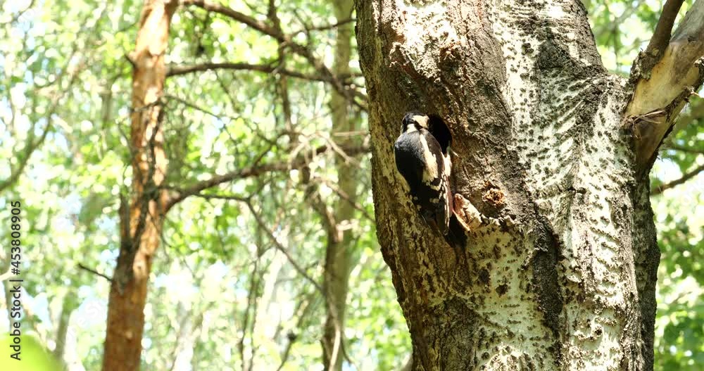Woodpecker at his nest after feeding the chicks. feeds chicks in a hollow . black and red feathers 4k Woodpecker at his nest after feeding the chicks. feeds chicks in a hollow . black and red feathers 4k