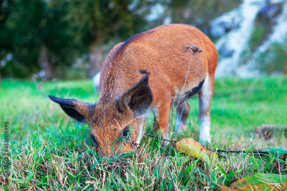 Fototapeta premium Young brown pig grazing grass . Piglet on the pasture 