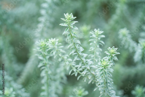 ウエストリンギア