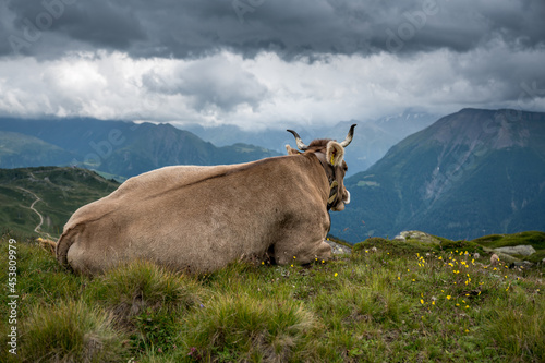 brown cow overlooking Valais photo