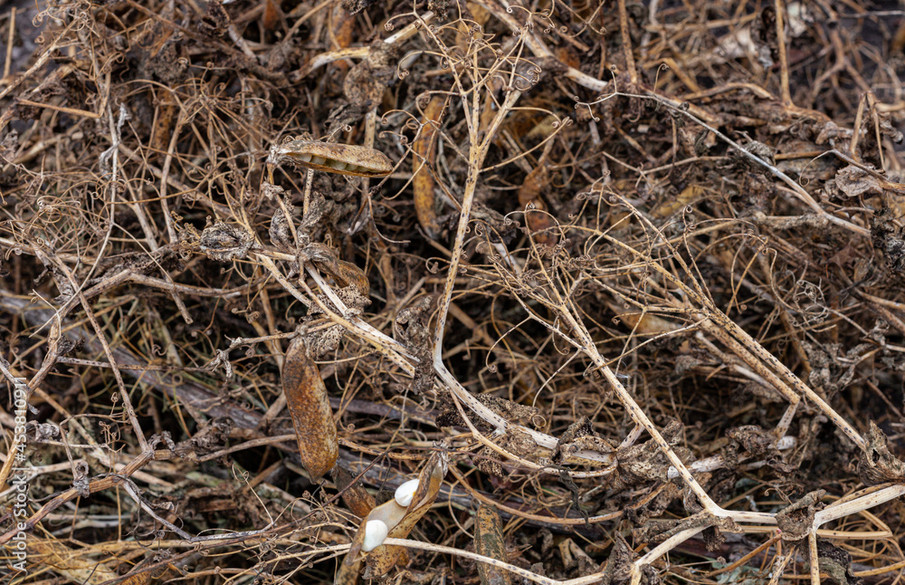 dry and old peas piled in one heap dry and old peas piled in one heap