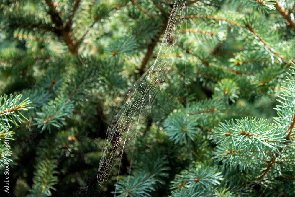 Spider web among pine branches with blurred background and variable soft focus
