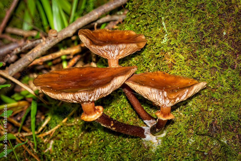 Fototapeta premium mushroom in the forest