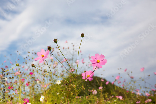 spring pink cosmos in Japan