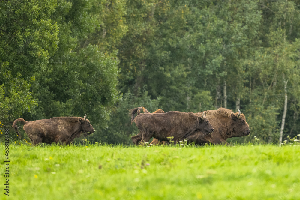 European Bison on the green meadow. The Bieszczady Mountains, Carpathians. Poland. European Bison on the green meadow. The Bieszczady Mountains, Carpathians. Poland.