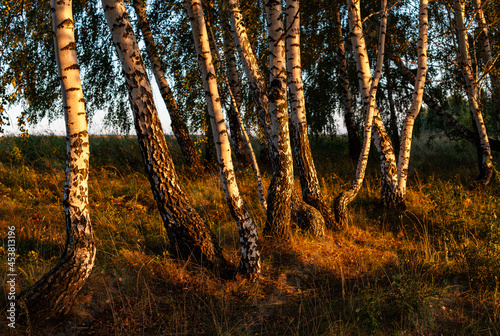 birch trees standing in a row in the rays of the setting sun