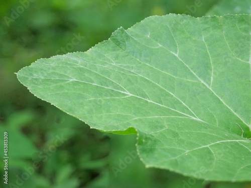 green leaf with drops