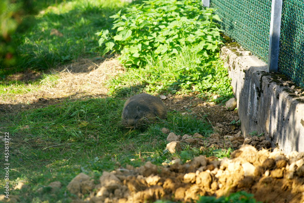 Groundhog at animal park on a sunny summer Sunday. Photo taken August 15th, 2021, Bregenz, Switzerland. Groundhog at animal park on a sunny summer Sunday. Photo taken August 15th, 2021, Bregenz, Switzerland.