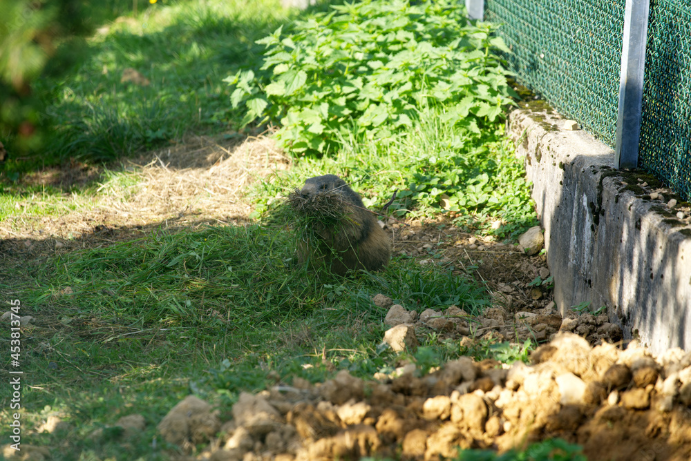 Groundhog at animal park on a sunny summer Sunday. Photo taken August 15th, 2021, Bregenz, Switzerland. Groundhog at animal park on a sunny summer Sunday. Photo taken August 15th, 2021, Bregenz, Switzerland.