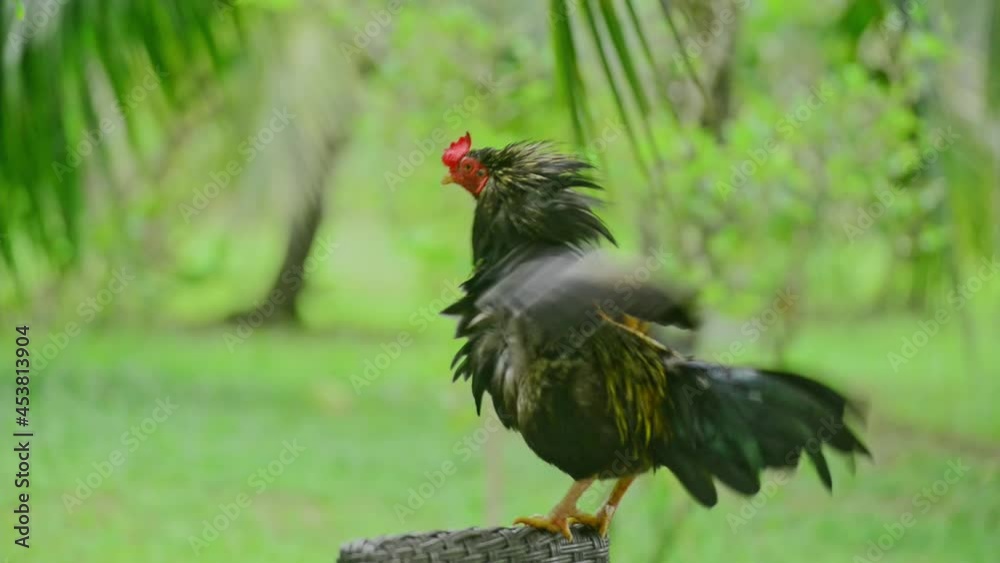 A male bantam flutters on the backyard chair on a clear day.
A male bantam flutters on the backyard chair on a clear day.