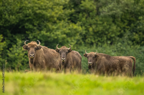 Fototapeta Naklejka Na Ścianę i Meble -  European Bison on the green meadow. The Bieszczady Mountains,  Carpathians. Poland.