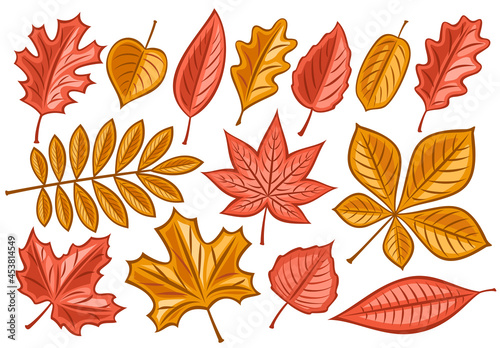Vector set of Autumn Leaves, lot collection of cut out illustrations fall season dried leaf for herbarium, group of cartoon design rowan sprig and many autumn leaves with stems on white background.
