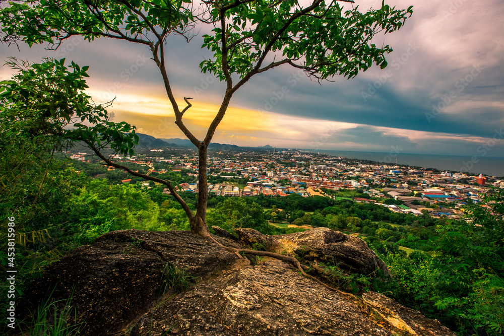 Natural background with various species of trees, green leaves, the beauty of the ecosystem Natural background with various species of trees, green leaves, the beauty of the ecosystem