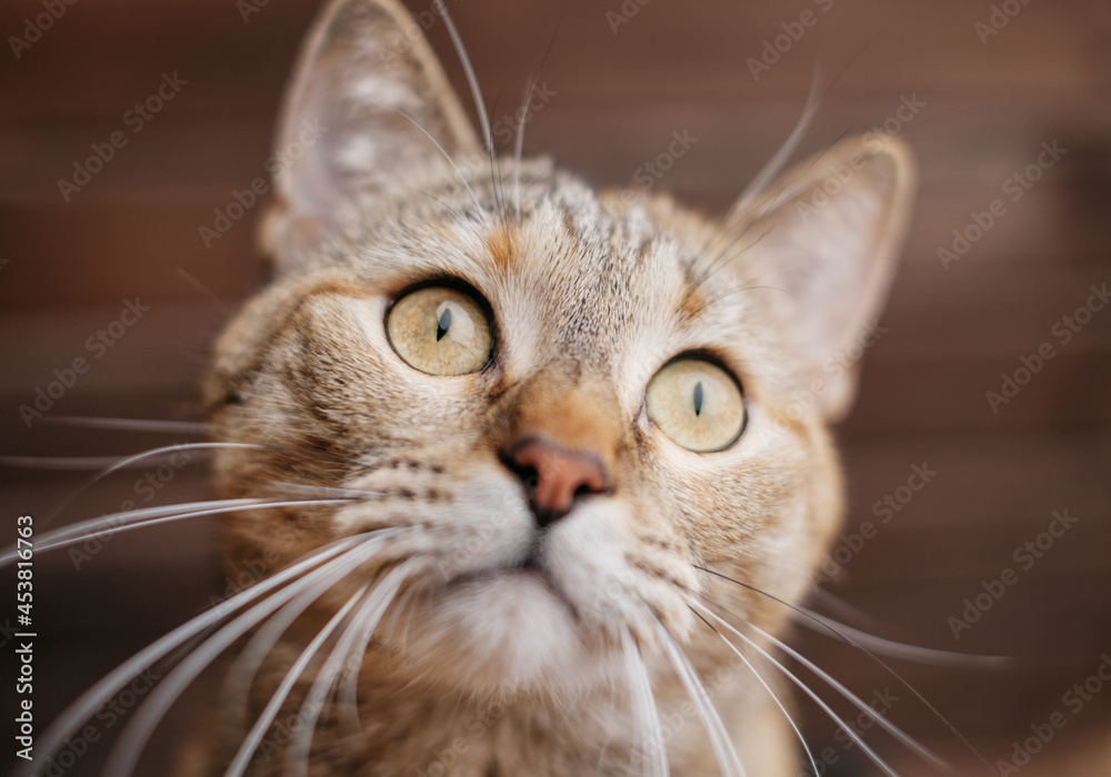 Close-up portrait of domestic nosy cat with splayed whiskers.