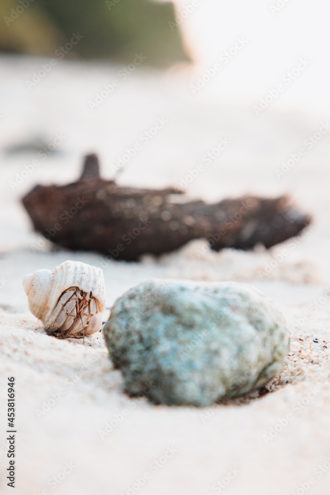 Seashell crab on a sandy beach in Maldives Seashell crab on a sandy beach in Maldives