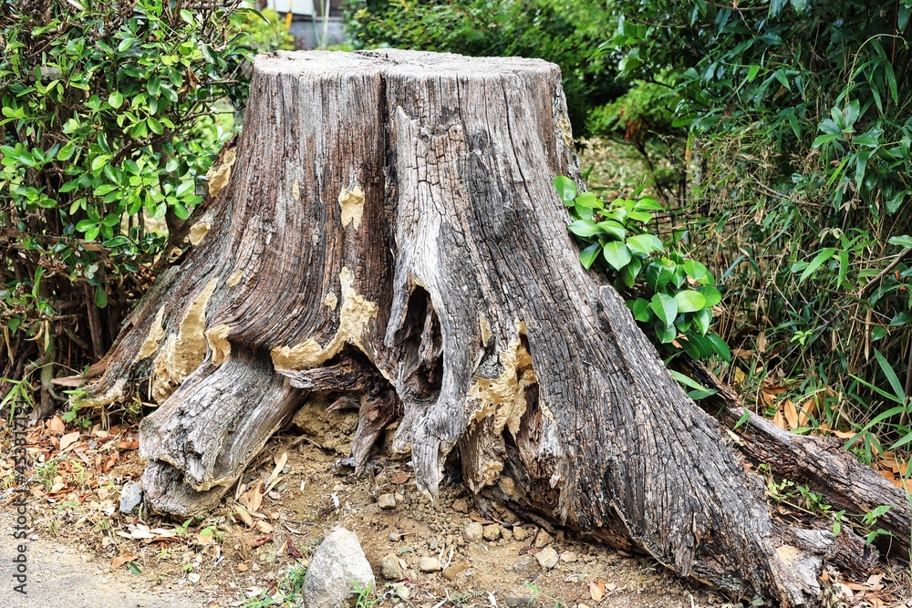 道の脇にある枯れている大きな切り株 道の脇にある枯れている大きな切り株