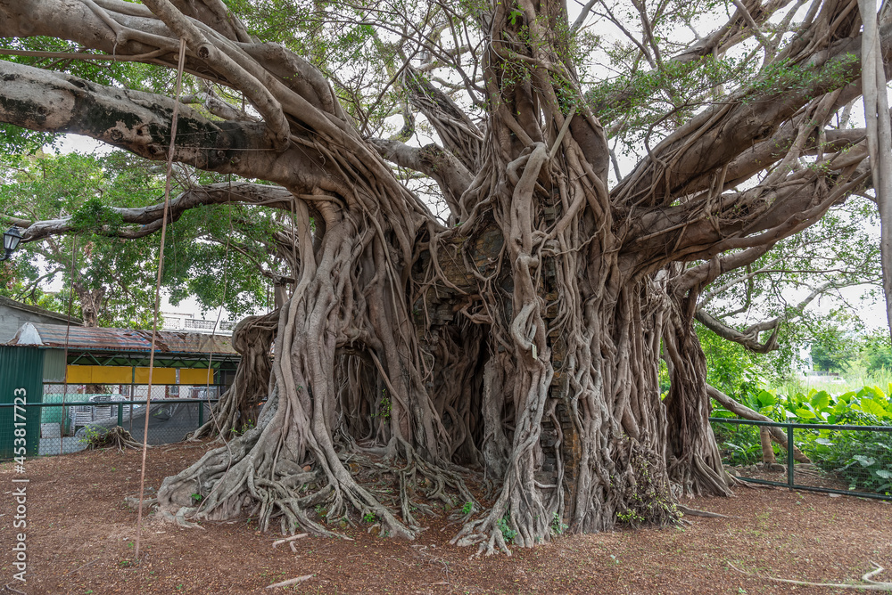 Natural landmark Kam Tin Tree House in Hong Kong Natural landmark Kam Tin Tree House in Hong Kong