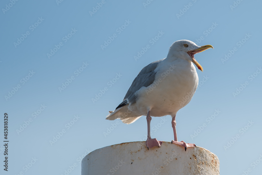 Texel, the Netherlands. August 13, 2021.Screaming seagull on a mooring post. Texel, the Netherlands. August 13, 2021.Screaming seagull on a mooring post.
