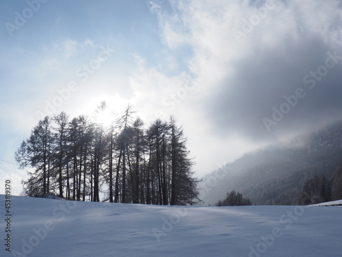 Pine Trees in cold Italian Alps winter sunset © Tommaso