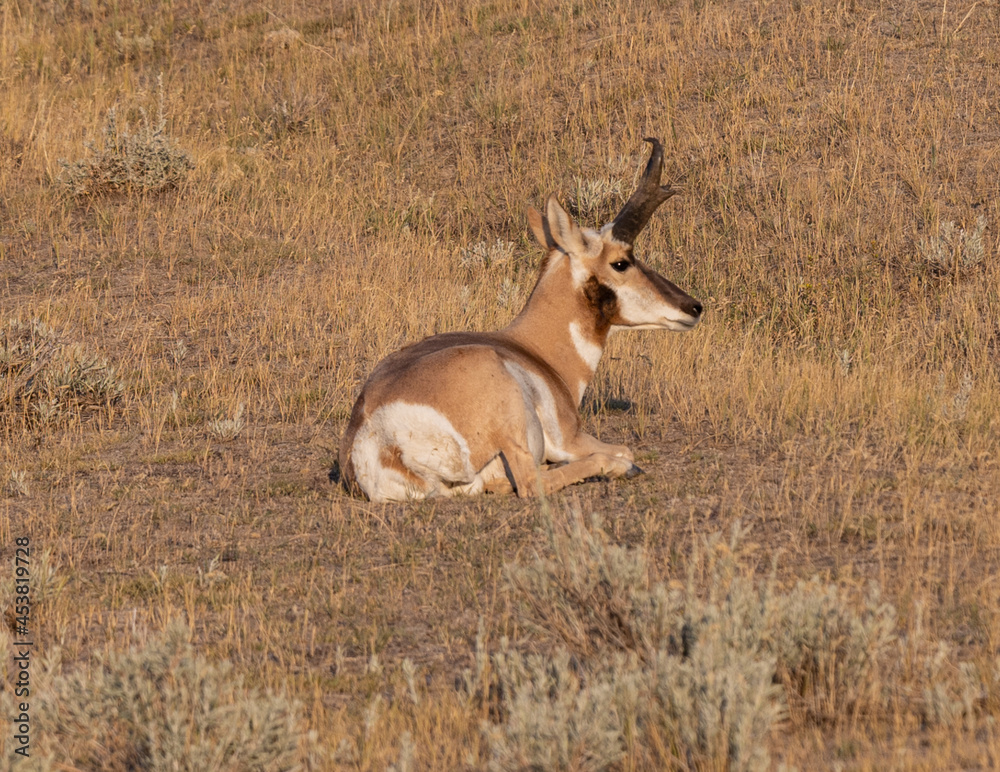 pronghorn buck resting in the wild pronghorn buck resting in the wild