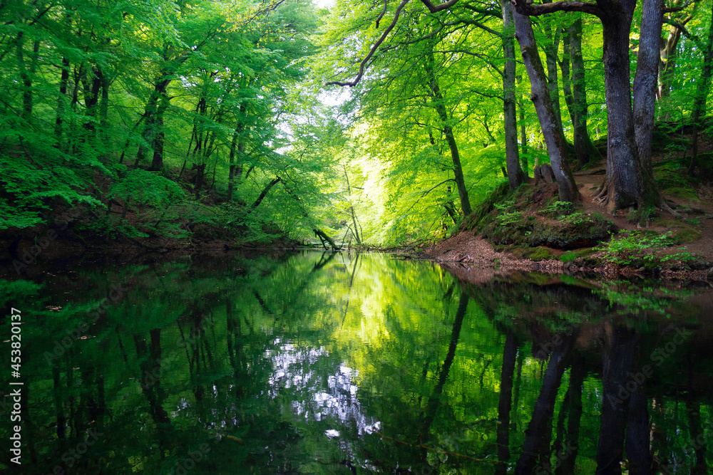morning in the forest morning in the forest